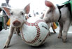 Die volleyballers zijn soms echte varkens